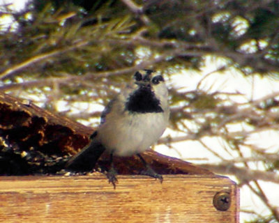 Mountain Chickadee - Poecile gambeli