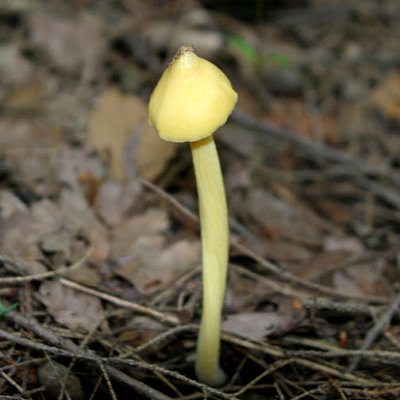 Entoloma murraii