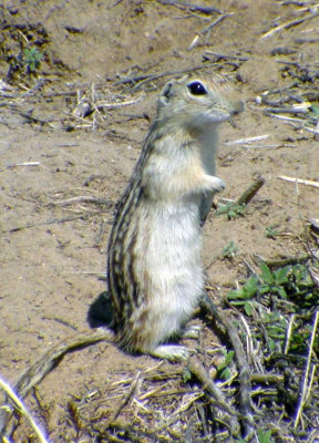 Thirteen-lined Ground Squirrel - Spermophilus tridecemlineatus