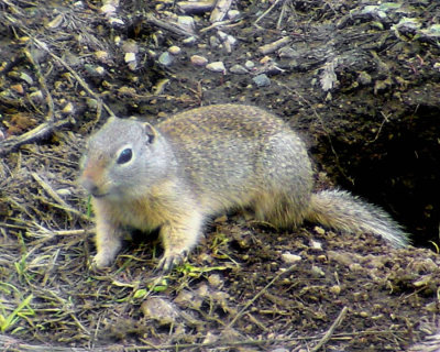 Wyoming Ground Squirrel - Spermophilus elegans