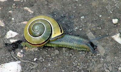 Grove Snail / Brown-lipped Snail - Cepaea nemoralis