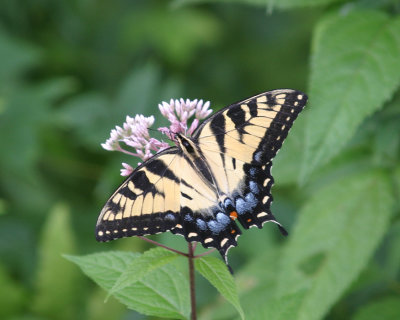Eastern Tiger Swallowtail (female) - Papilio glaucus