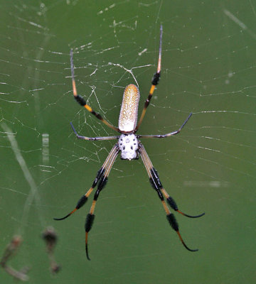 Golden Silk Spider - Trichonephila clavipes