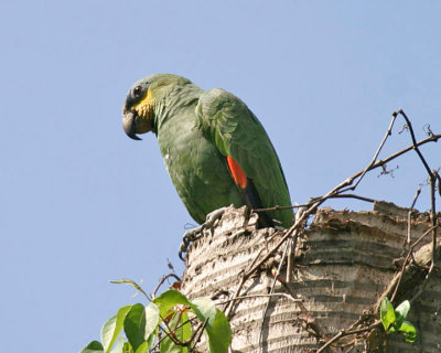 Orange-winged Parrot - Amazona amazonica