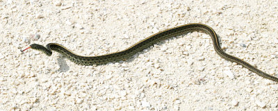 Garter Snake - Thamnophis sirtalis