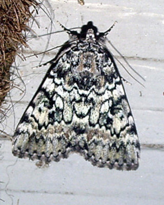 8877 -- Connubial Undering Moth -- Catocala connubialis