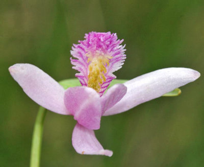 Rose Pogonia Orchid - Pogonia ophioglossoides