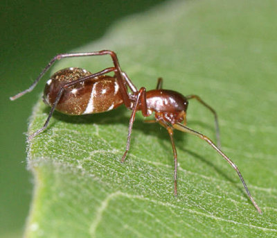 Myrmecotypus lineatus