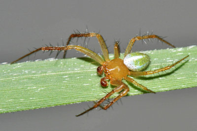 Araneus bivittatus (male)