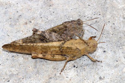 mating Carolina Grasshoppers - Dissosteira carolina