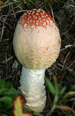 Amanita muscaria var. muscaria