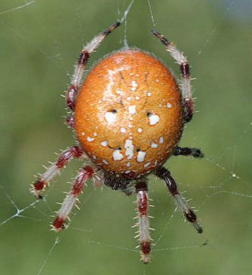 Shamrock spider - Araneus trifolium