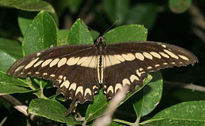 Ornythion Swallowtail - Papilio ornythion
