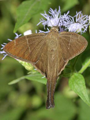 Brown Longtail - Urbanus procne