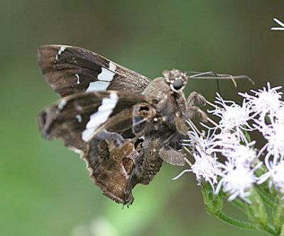 Falcate Skipper - Spathilepia clonius