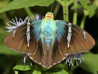 Two-barred Flasher - Astraptes fulgerator