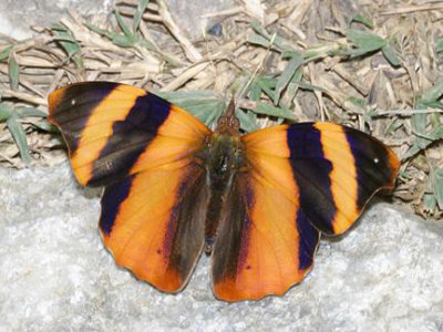 Common Banner - Epiphile adrasta