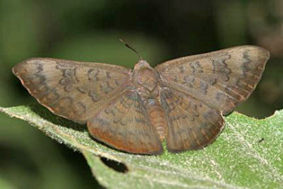 Falcate Metalmark - Emesis tenedia