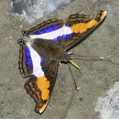 Silver Emperor male - Doxocopa laure