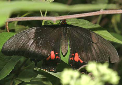 Ruby-spotted Swallowtail - Papilio anchisiades