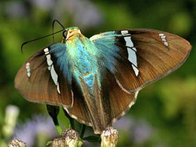 Two-barred Flasher - Astraptes fulgerator