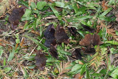 Sickle-winged Skipper - Eantis tamenund