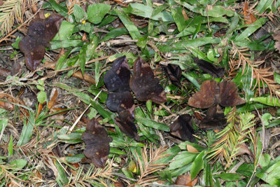  Sickle-winged Skipper - Eantis tamenund 