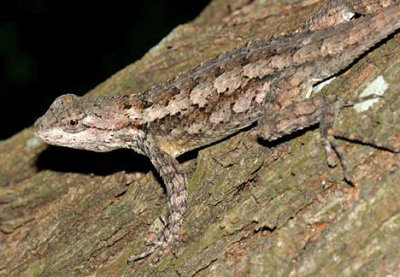 Texas Spiny Lizard - Sceloporus olivaceus