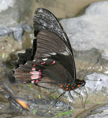 Ruby-spotted Swallowtail - Papilio anchisiades