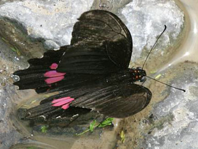 Ruby-spotted Swallowtail - Papilio anchisiades