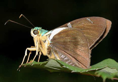 Two-barred Flasher - Astraptes fulgerator