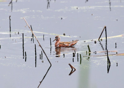 Shorebirds - genus Phalaropus