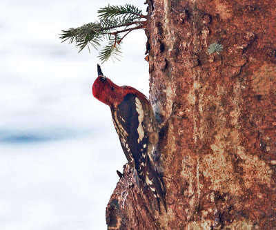 Red-breaster Sapsucker - Sphyrapicus ruber