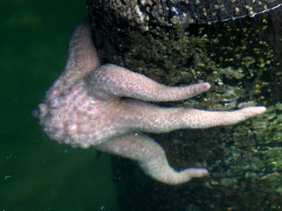 Giant Pink Sea Star - Pisaster brevispinus