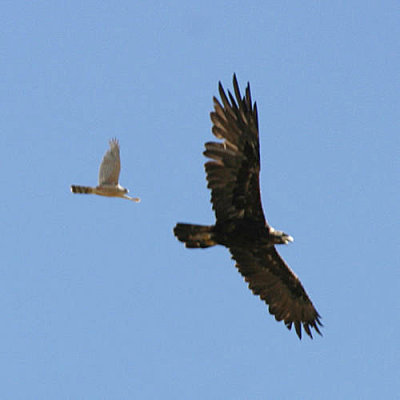 Golden Eagle - Aquila chrysaetos and Sharp-shinned Hawk
