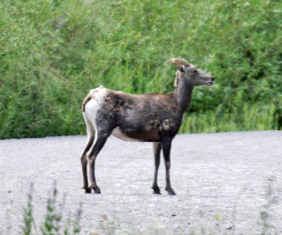 Big-horned Sheep - Ovis canadensis
