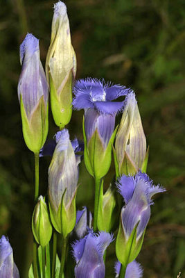 Fringed Gentian - Gentianopsis crinita