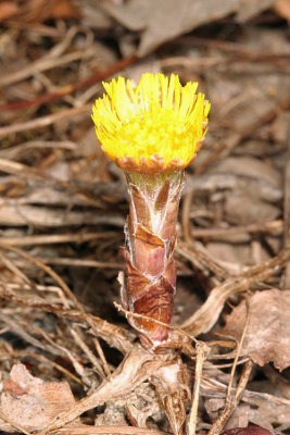 First wildflower of the spring (Coltsfoot) - Tussilago farfara