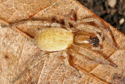 Ghost Spiders - Anyphaenidae
