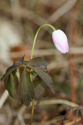 Wood Anenome - Anemone quinquefolia