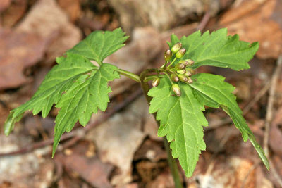 Two-leaved Toothwort - Cardamine diphylla