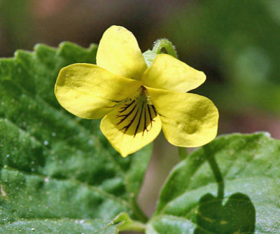 Downy Yellow Violet - Viola pubescens