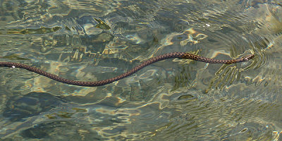 Sierra Garter Snake - Thamnophis couchii