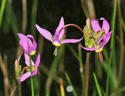 Shooting Star - Dodecatheon sp.