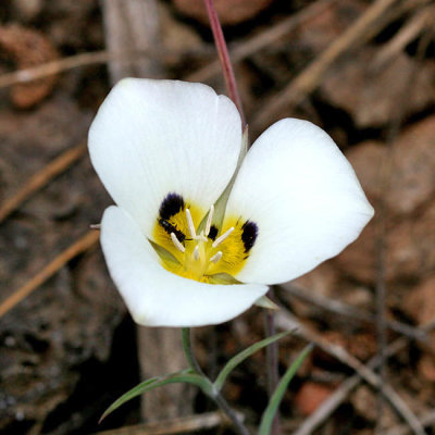 Leichtlins Mariposa Lily - Calochortus leichtlinii