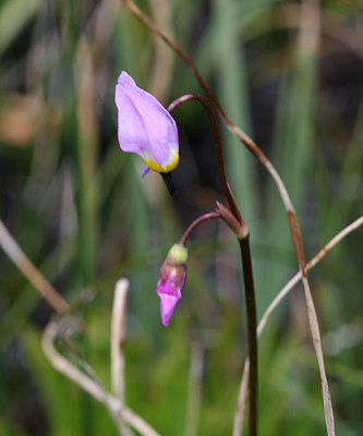 Shooting Star - Dodecatheon sp.