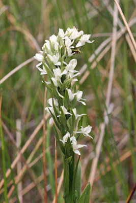 Sierra Bog Orchid - Platanthera dilatata leucostachys