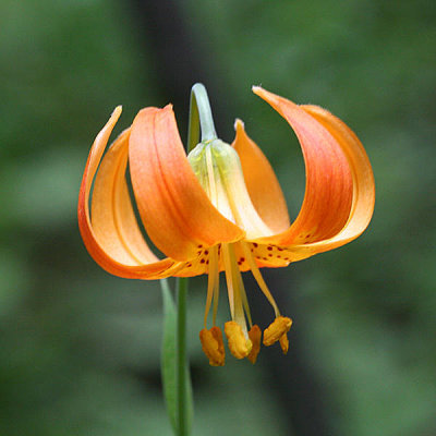 Leopard Lily - Lilium pardalinum
