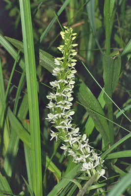Sierra Bog Orchid - Platanthera dilatata leucostachys