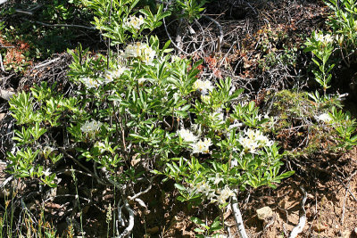 Western Azalea - Rhododendron occidentale